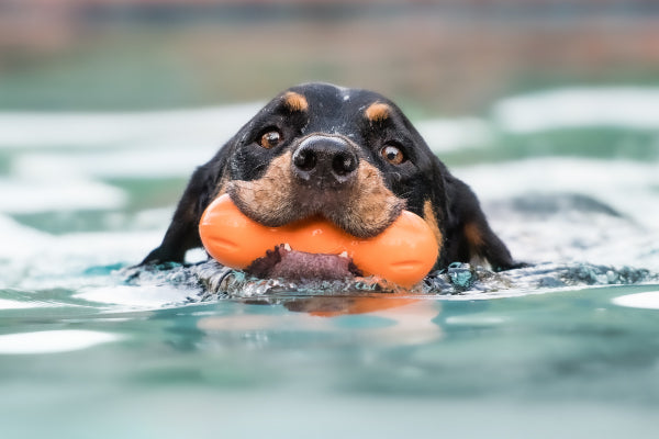 Anything is a Pupsicle With Your Dog!