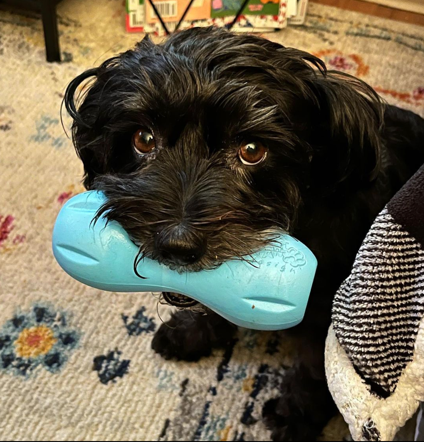 BOREDOM BUSTERS FOR STAY-AT-HOME-DOGS