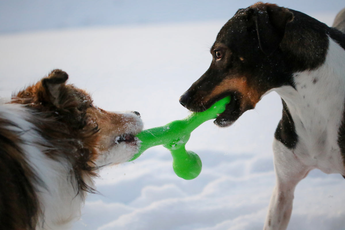 Image showcasing Know how to keep your dog warm when it's cold outside | West Paw