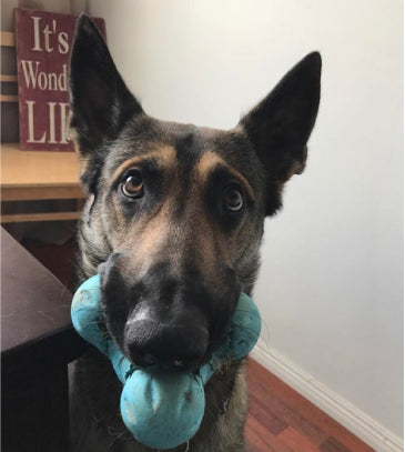 Healthy Tux-cicle Recipes Your Dog Will Love This Summer