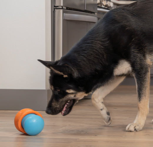 Unleashing Enrichment: Elevate Your Dog Training Game with West Paw's Interactive Toys!