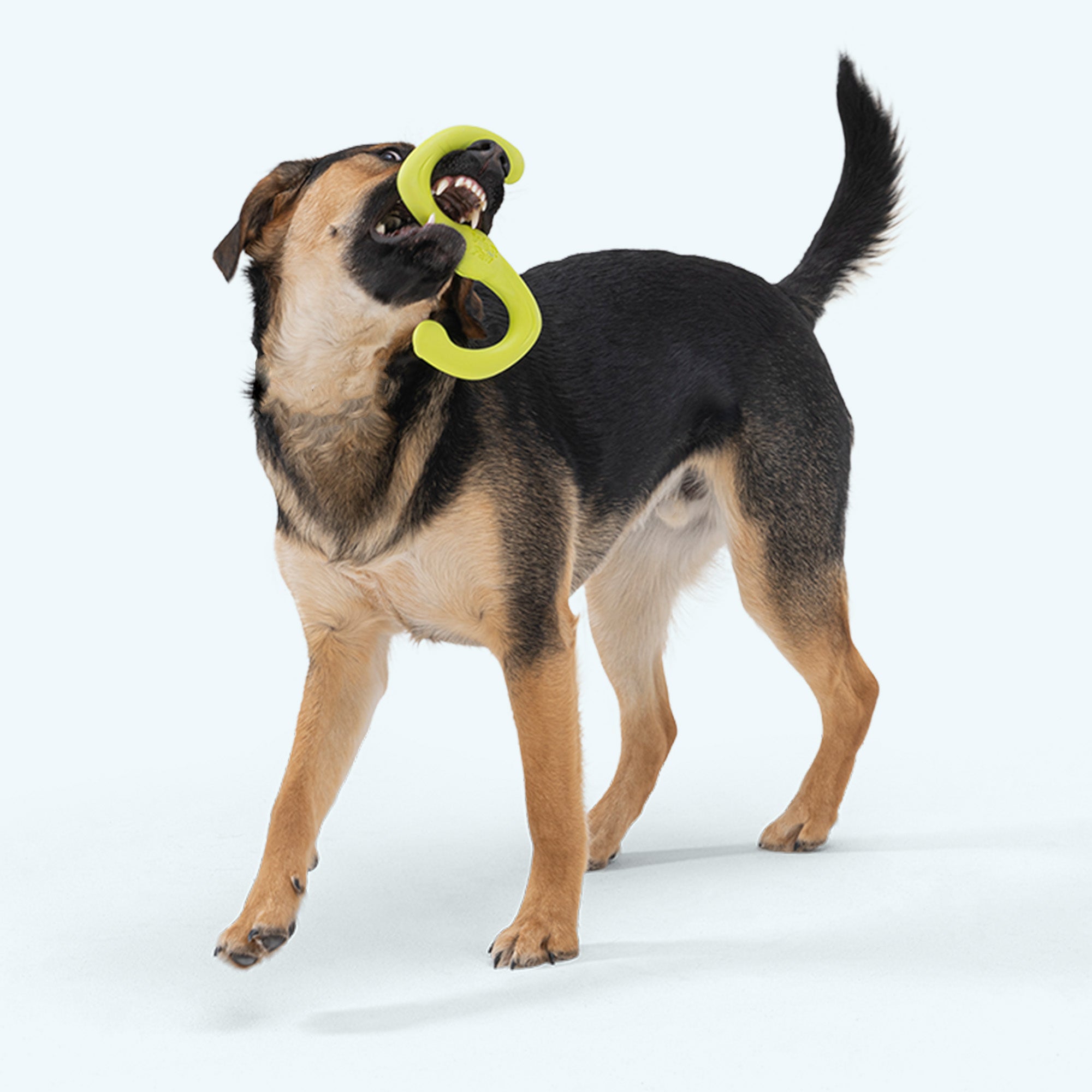 Bumi® Tug Toy | Tug of War Dog Toy