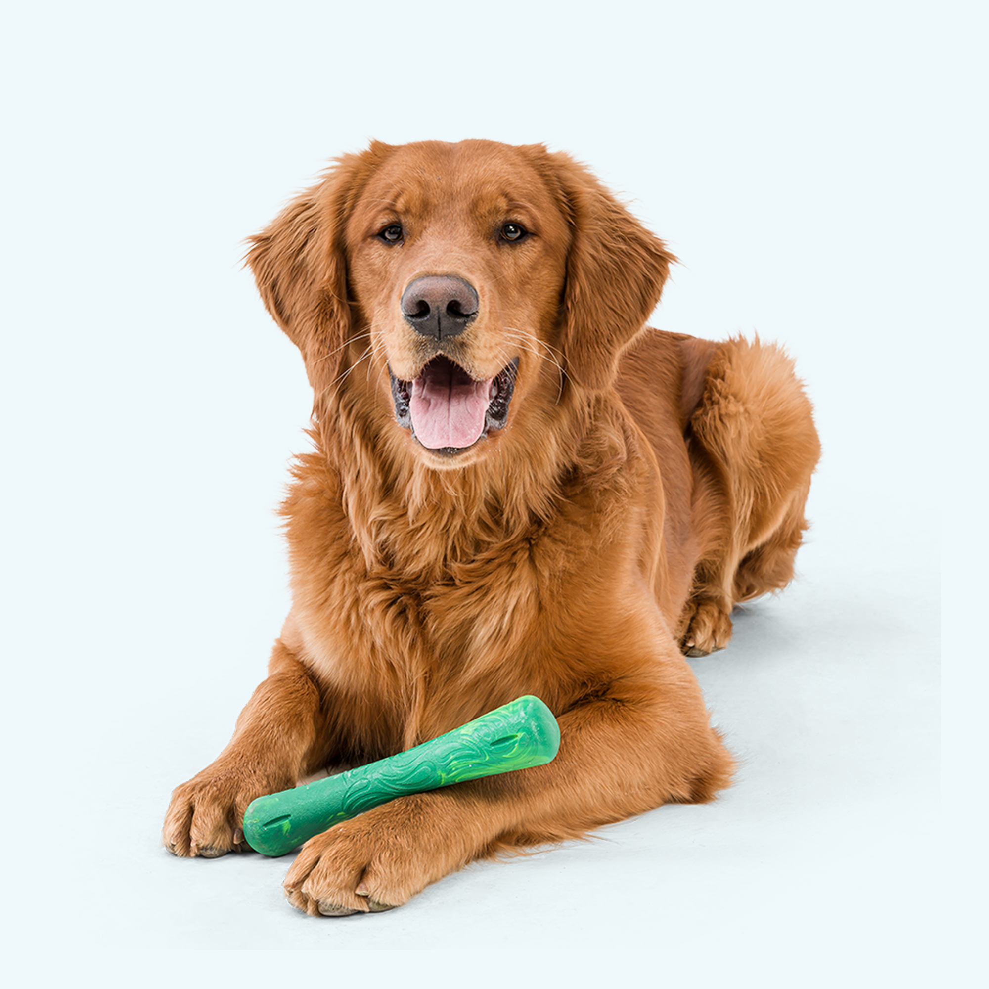 pug pawsafe dog toothbrush