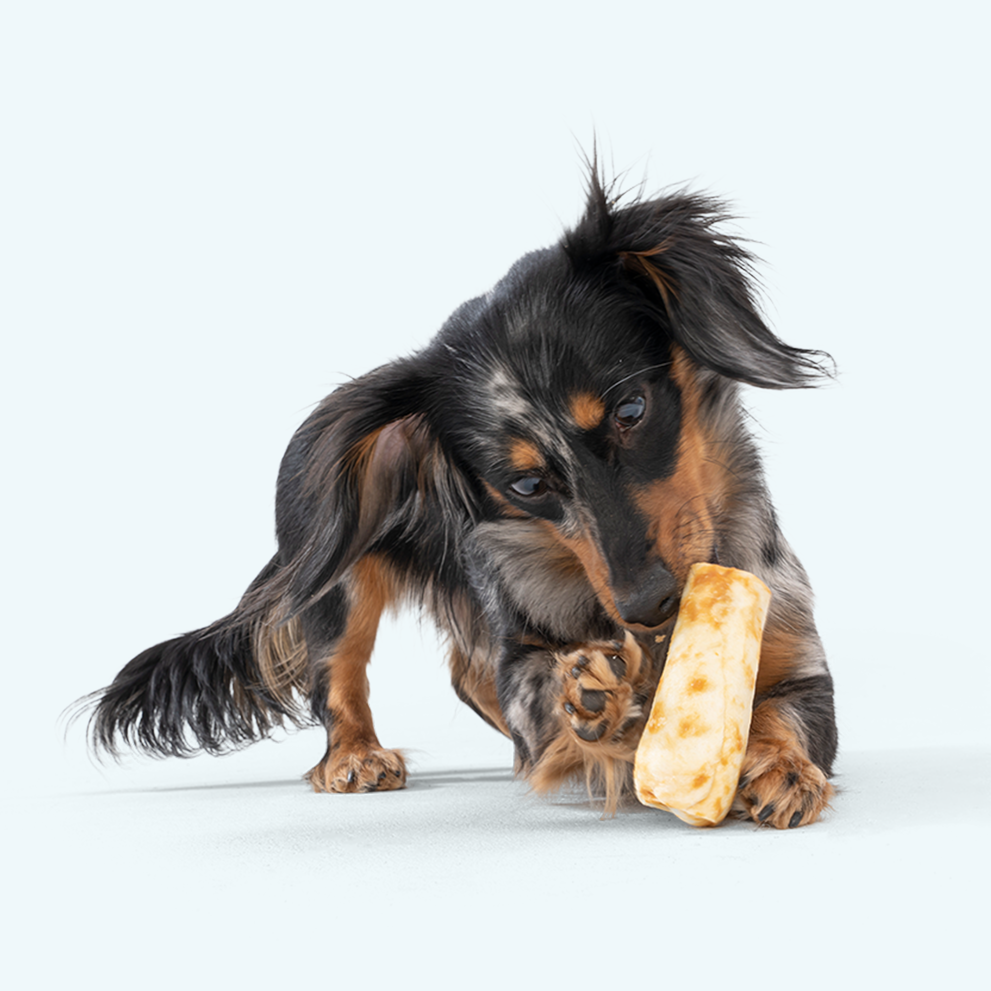 Animal Rescue Dog Swallowed Cooked Chicken Bone Pet Insurance