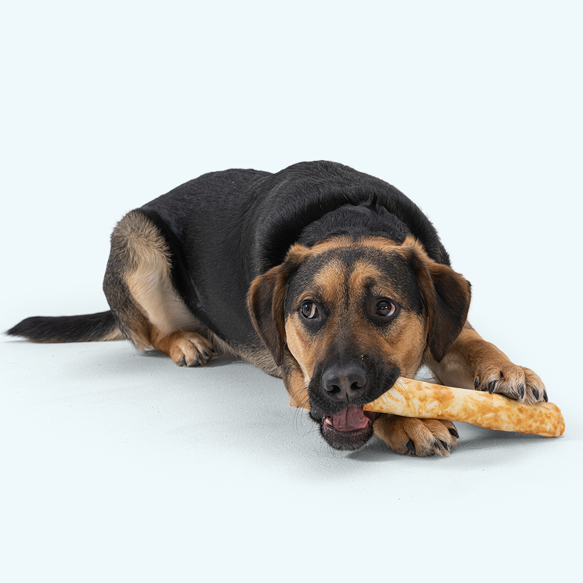 No-Hide Chew West Paw