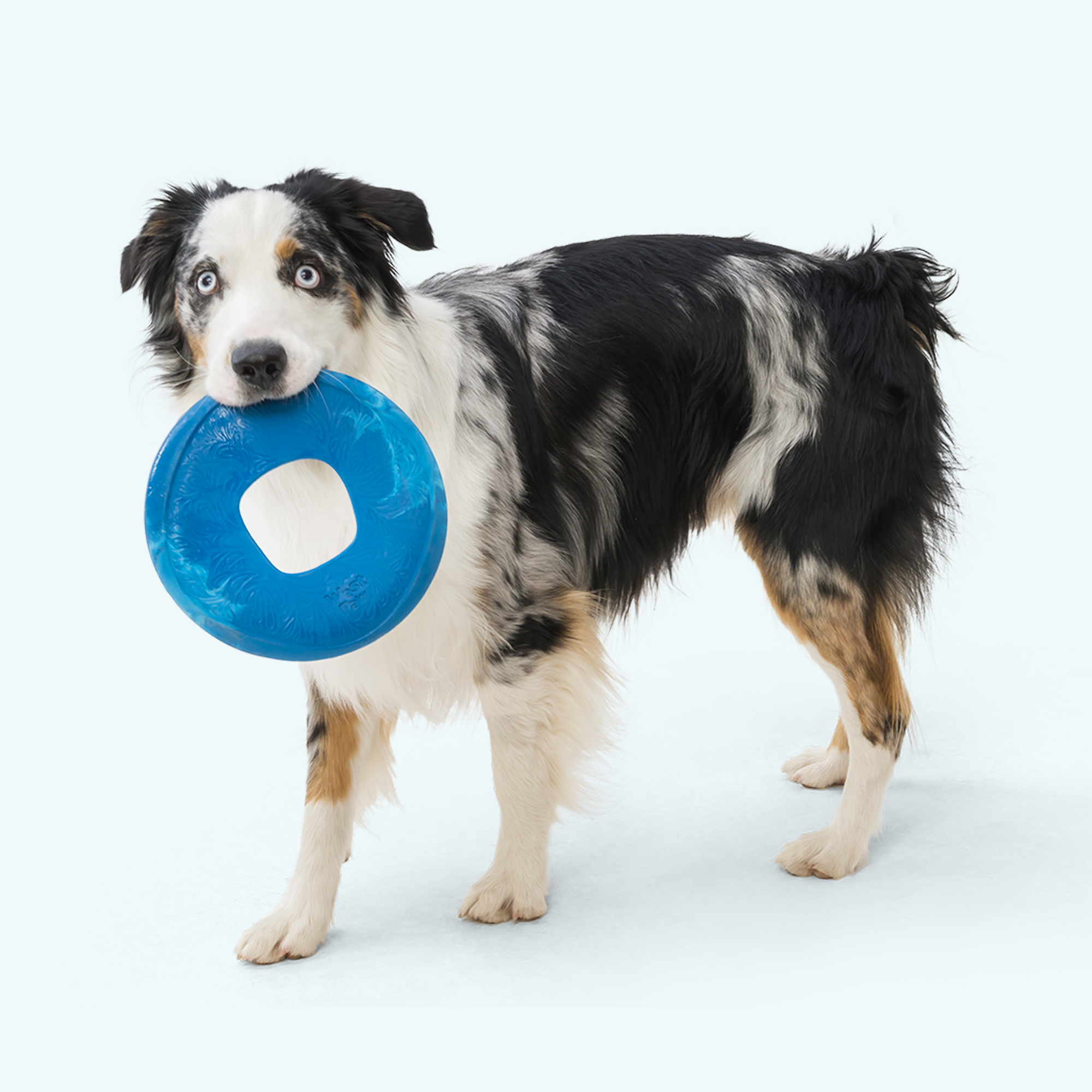 West paw design frisbee hotsell