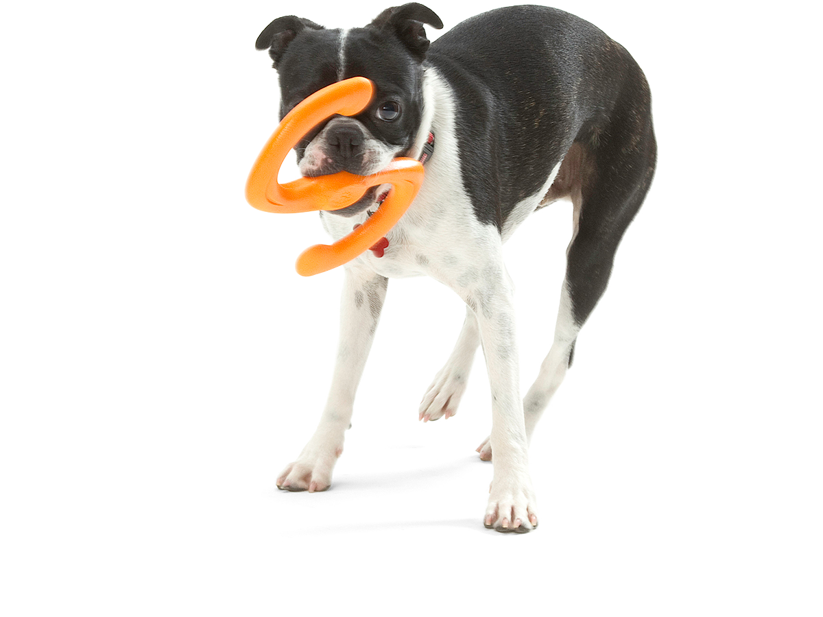 http://www.westpaw.com/cdn/shop/products/BUMI_TANGERINE_DOG_IN-MOUTH.png?v=1618002367&width=2000