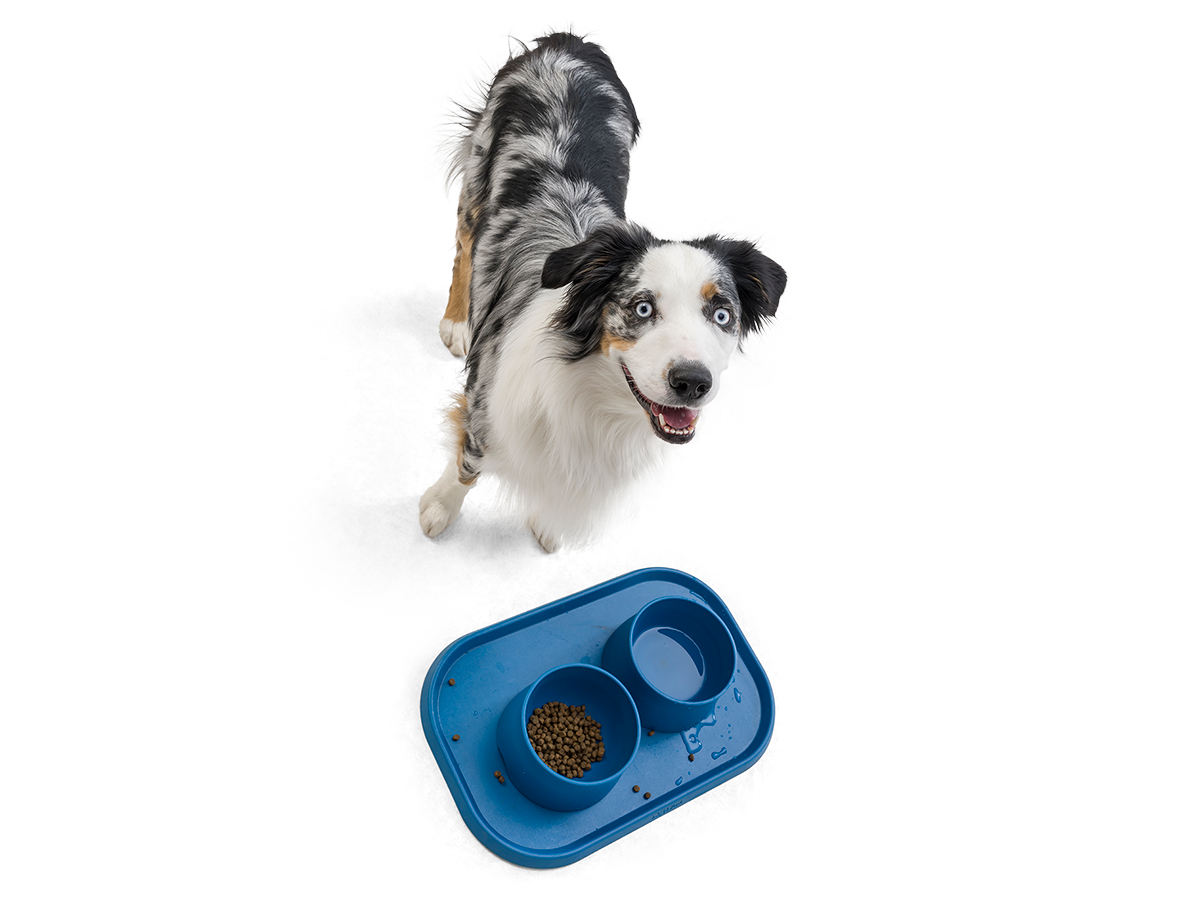 Dog with Food and Water Bowls