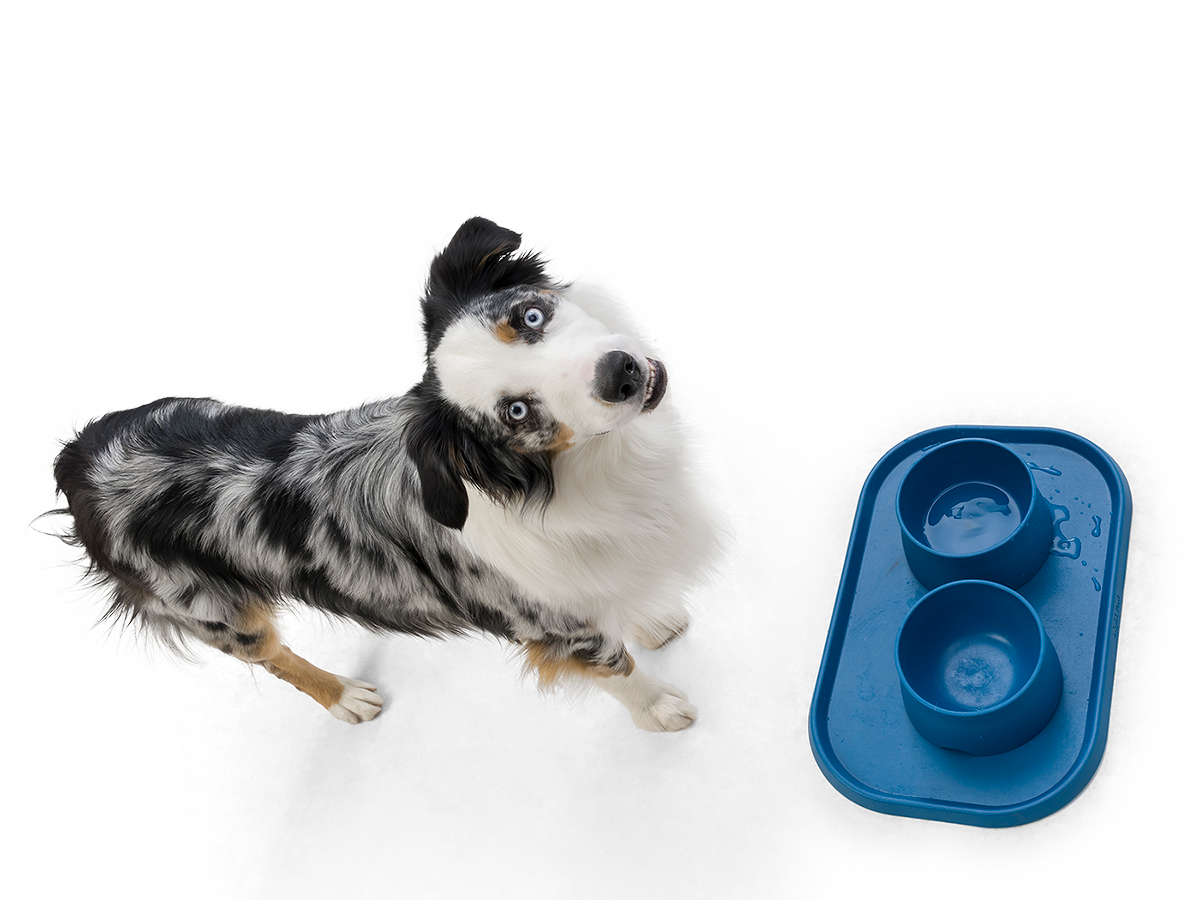 Dog with feeding accessories, dog bowl and feeding mat