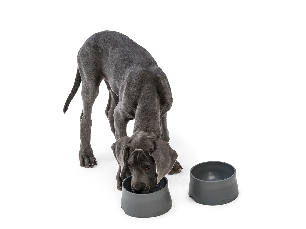 Vivaglory Dog Bowls Set with Double Stainless Steel Feeder Bowls and W –  VIVAGLORY