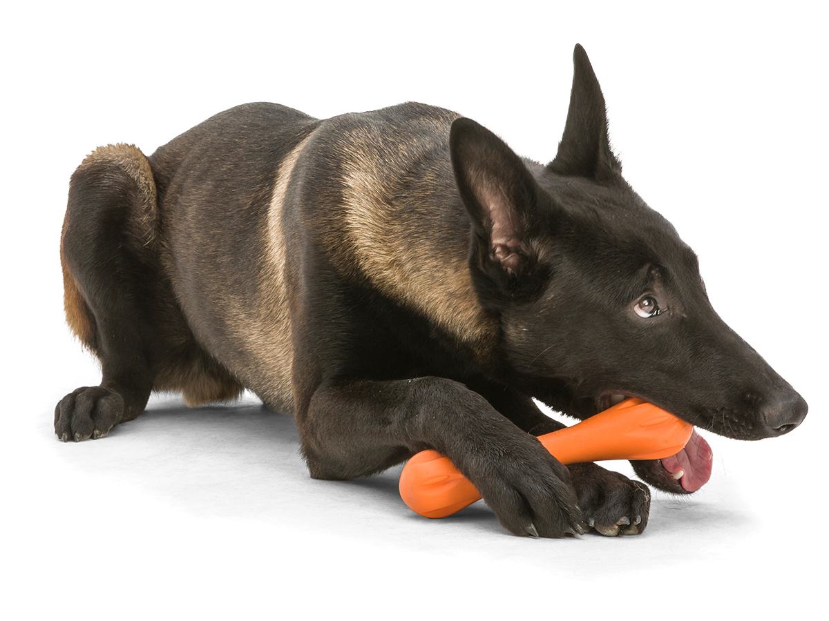 http://www.westpaw.com/cdn/shop/products/HURLEY_TANGERINE_DOG_CHEWING.png?v=1689624428&width=2000