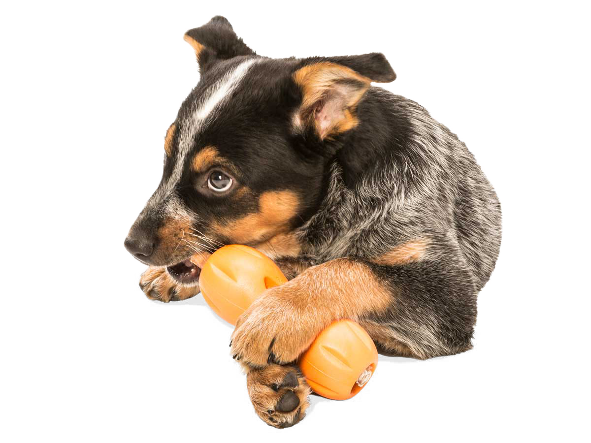 Puppy Chewing on Qwizl Treat Toy