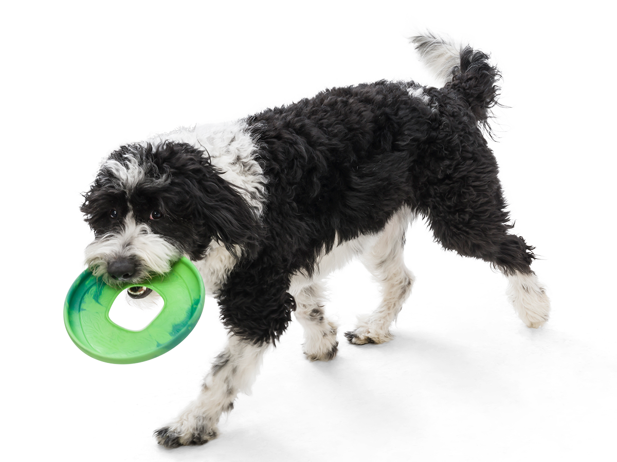 Dog frisbee sales toy