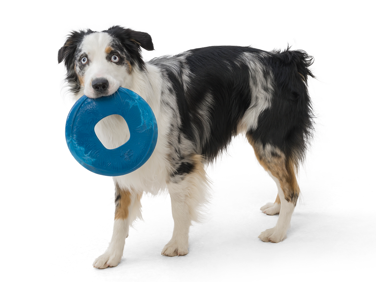 Dog with Dog Frisbee