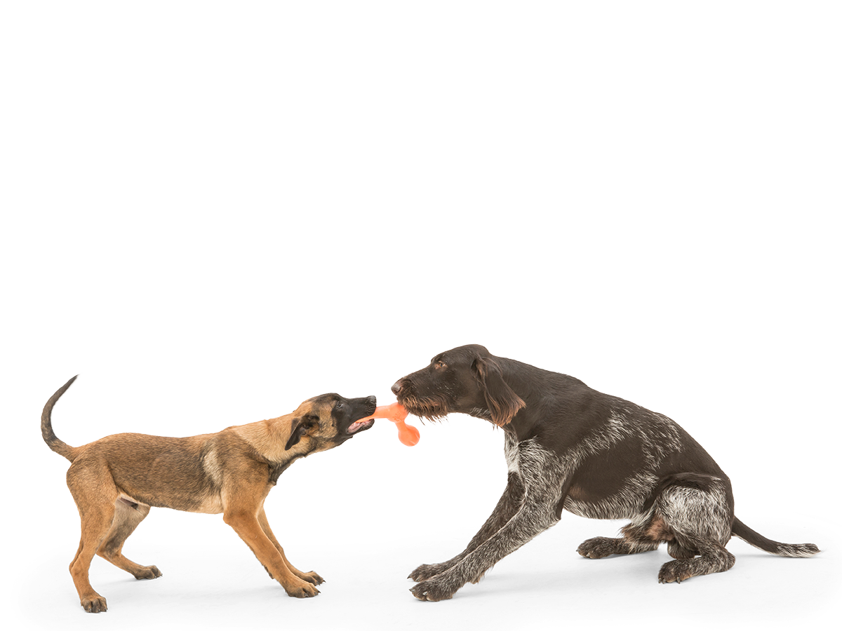 Skamp Fetch Toy Dog Fetch Toy West Paw