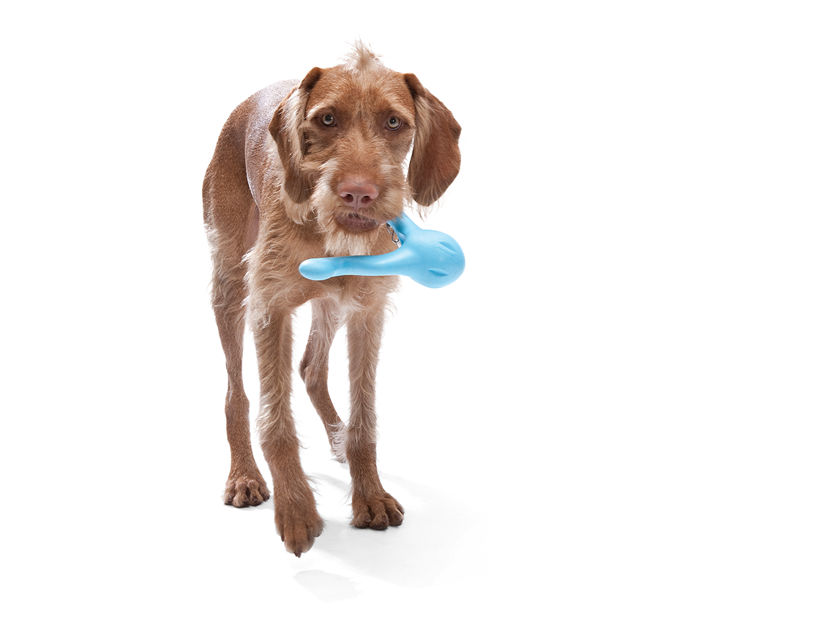 West Paw Qwizl Treat Assorted Dog Chew Toy, Small