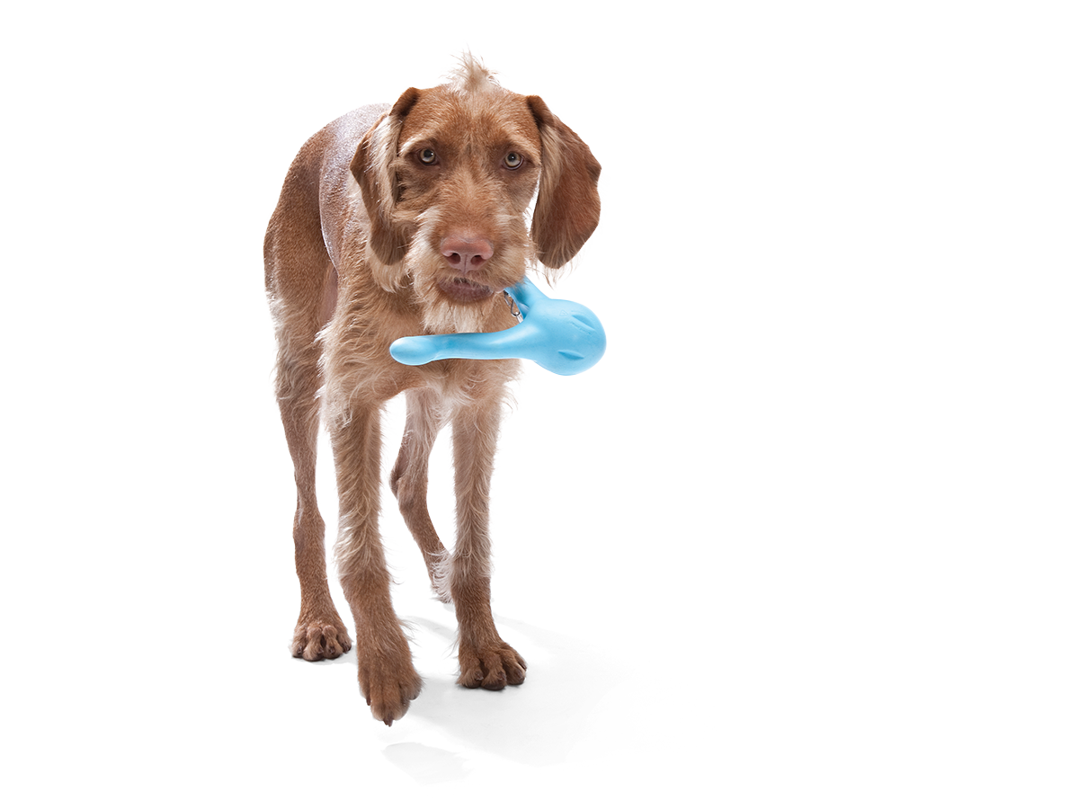 West Paw Hurley Dog Toy - Small - Aqua Blue