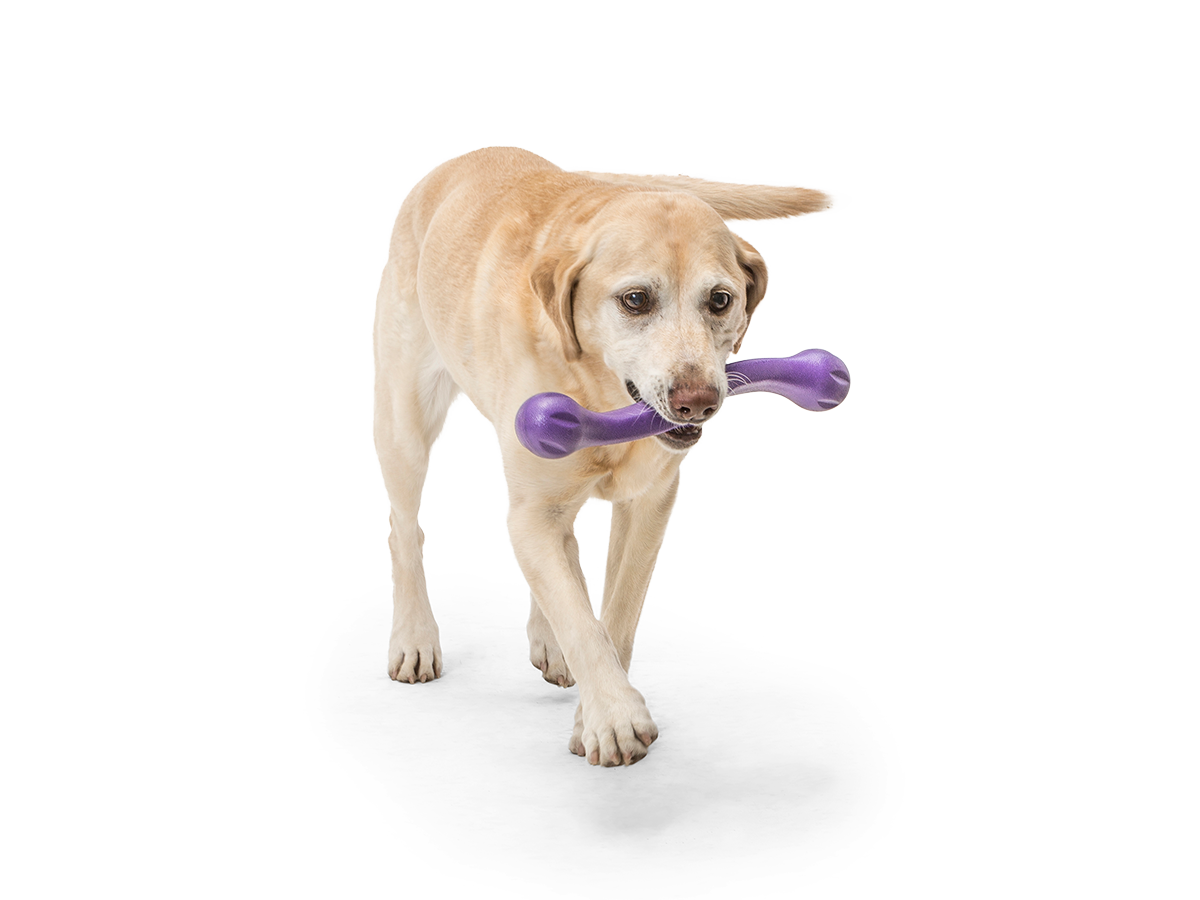 West Paw Zogoflex® Echo™ Zwig Dog Toy - Hala's Paws