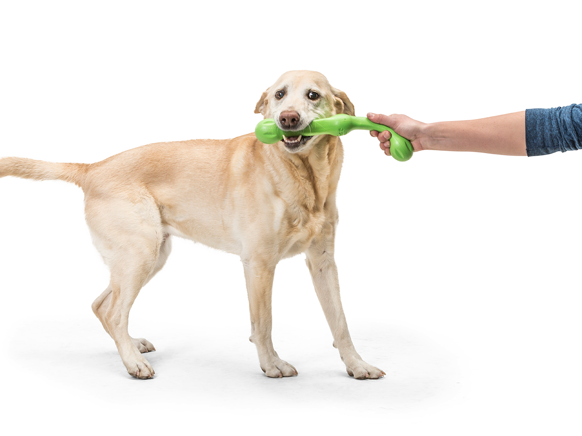 Zwig Fetch Toy Fetch Toy West Paw