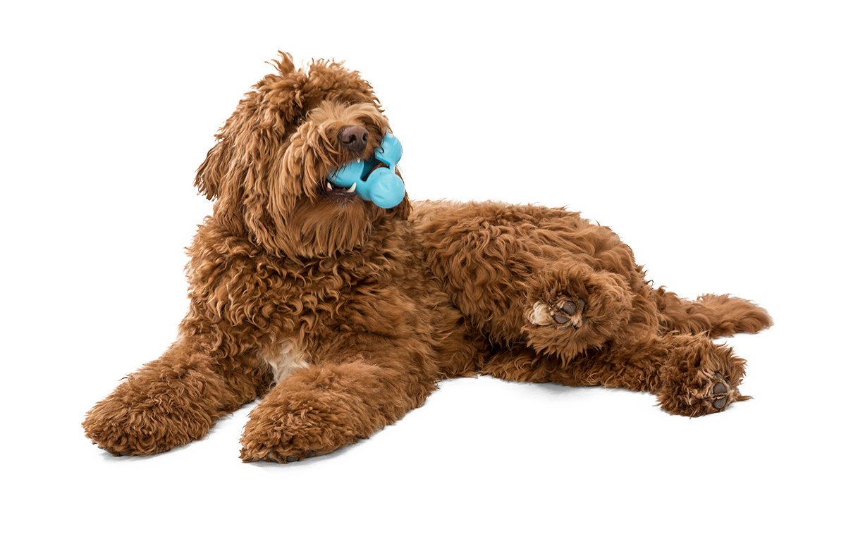 West Paw Zogoflex Tux Treat Dispensing Dog Chew Toy – Store For