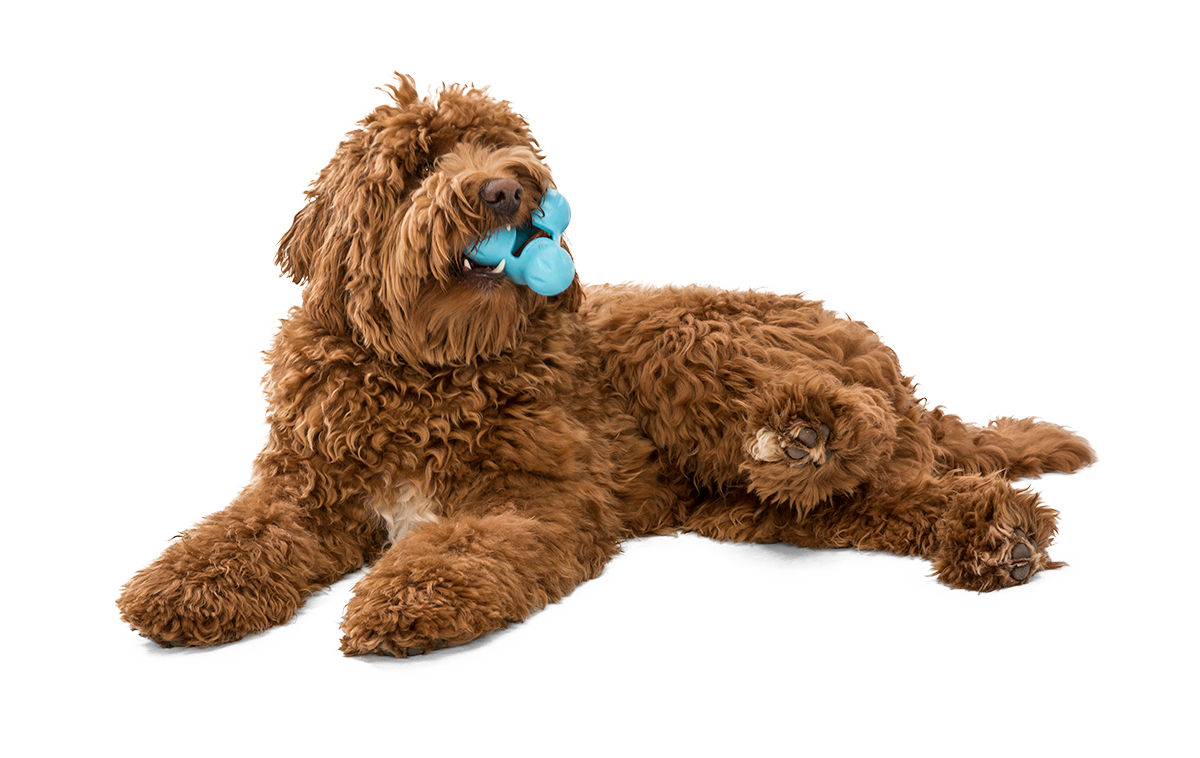 West Paw Tux Dog Toy - Aqua Blue - Large