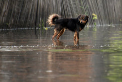 West Paw teams up with Mystery Ranch to Help Dogs in Need