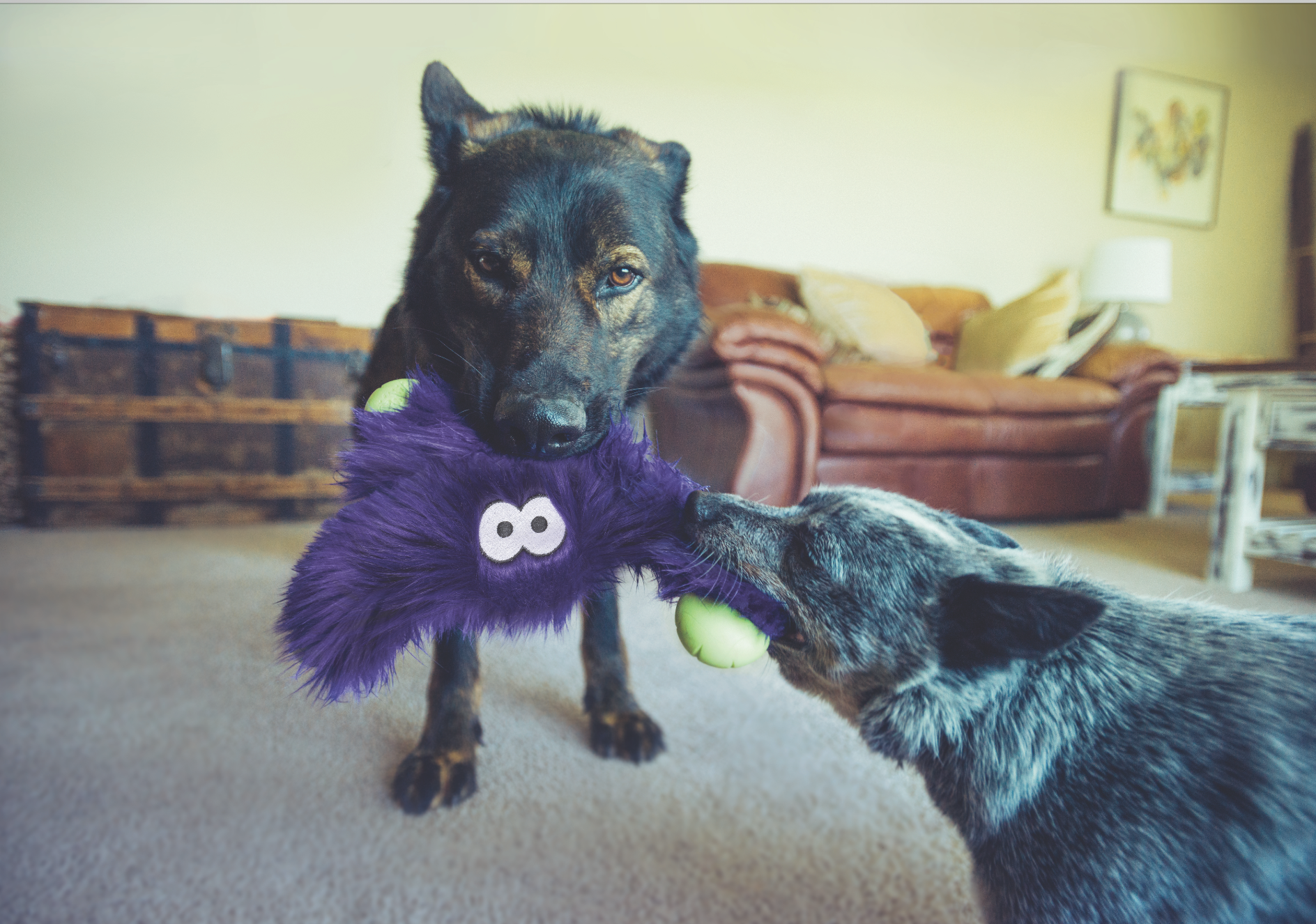 West Paw's Durable Plush Dog Toys Win First Place