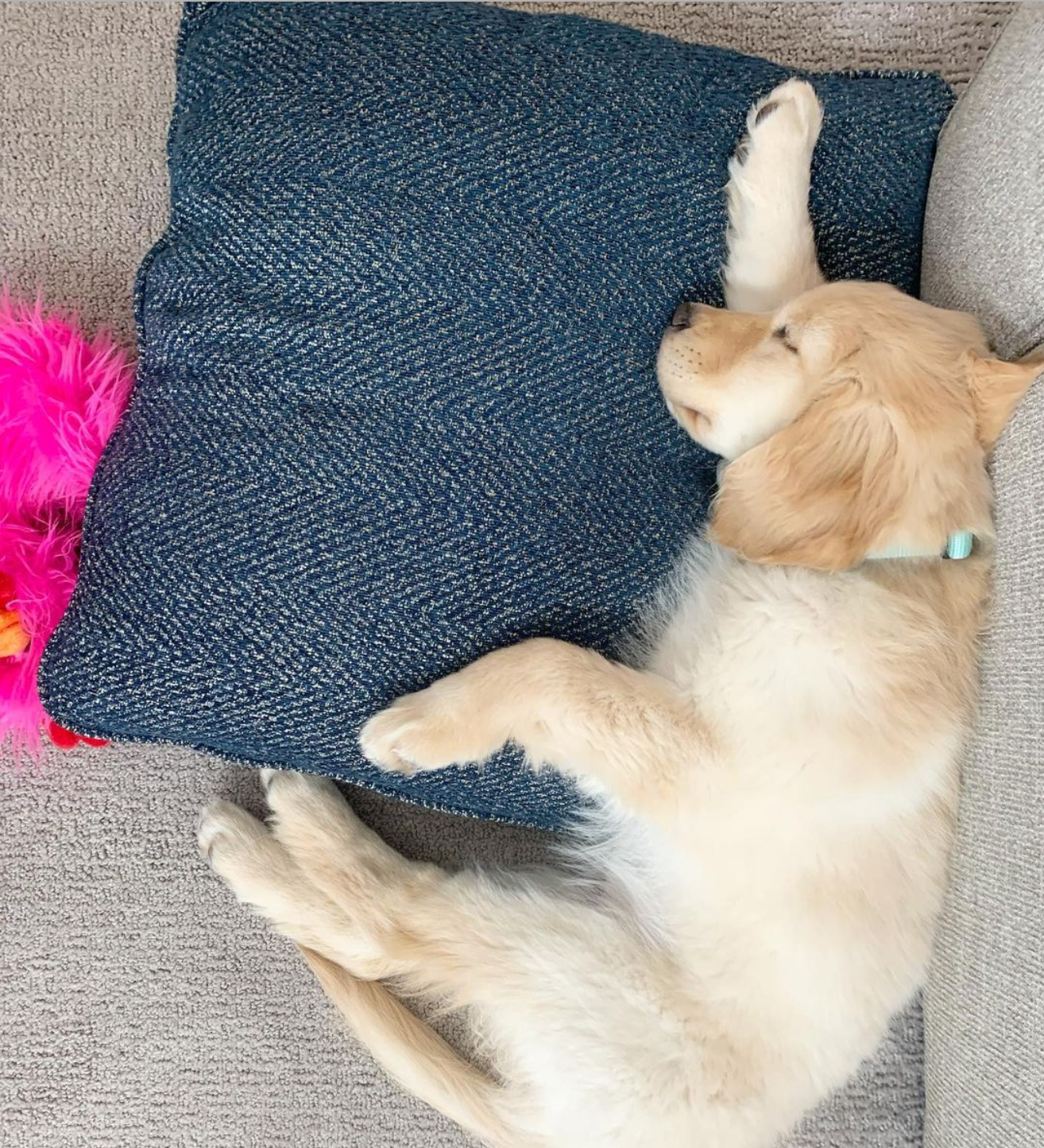 What is Your Dog Sleep Style?