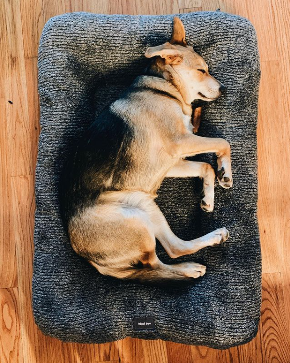 West paw design dog best sale beds