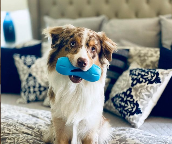 Beat Canine Boredom: Essential Dog Toys for Bored Dogs - Zach's Pet Shop