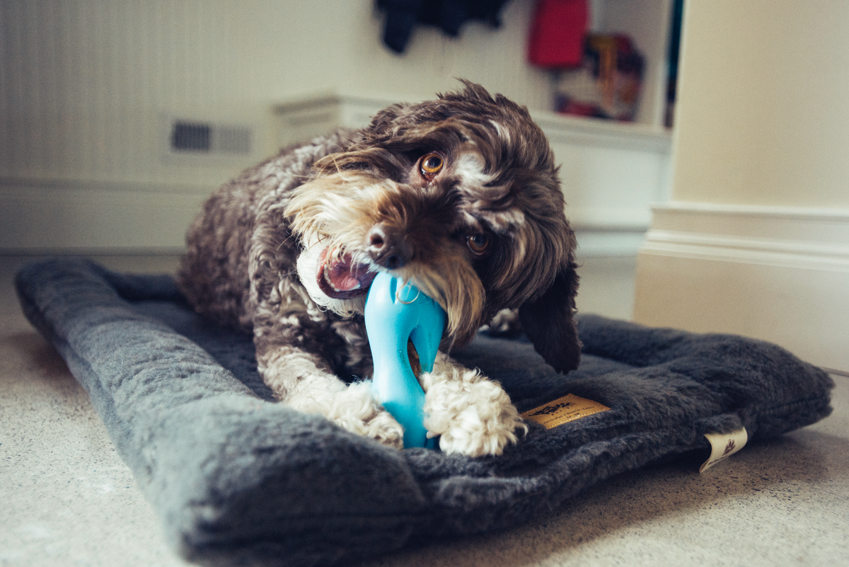 Top treats to stuff inside a Qwizl West Paw