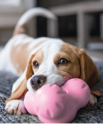 Puppy with Bubblegum Tux