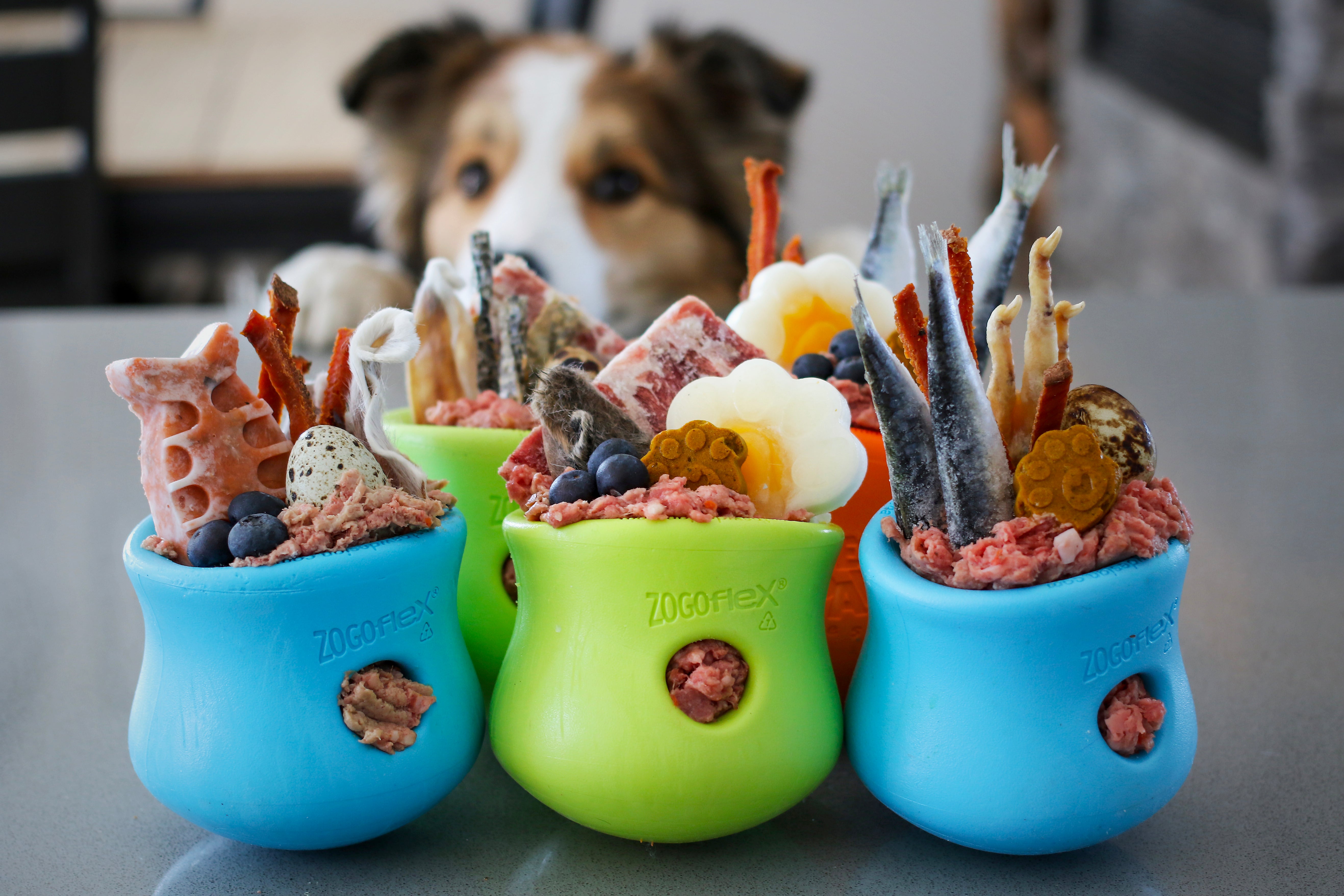 Choosing the Best Interactive Dog Toys & Food Puzzles