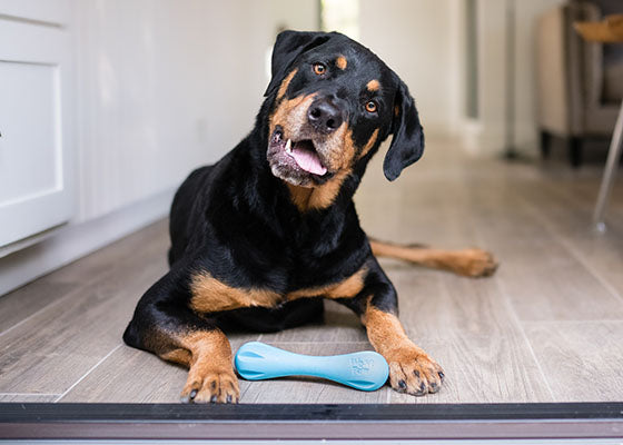 June 23rd is Take Your Dog to Work Day!