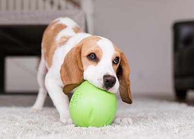 Why your dog needs enrichment toys