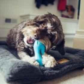 How to Keep Dogs Calm During Firework Season