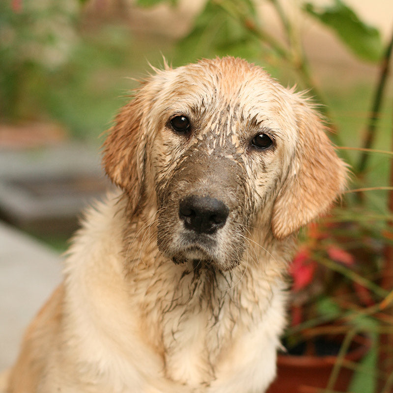4 Easy Ways to Keep Your House Clean With Pets