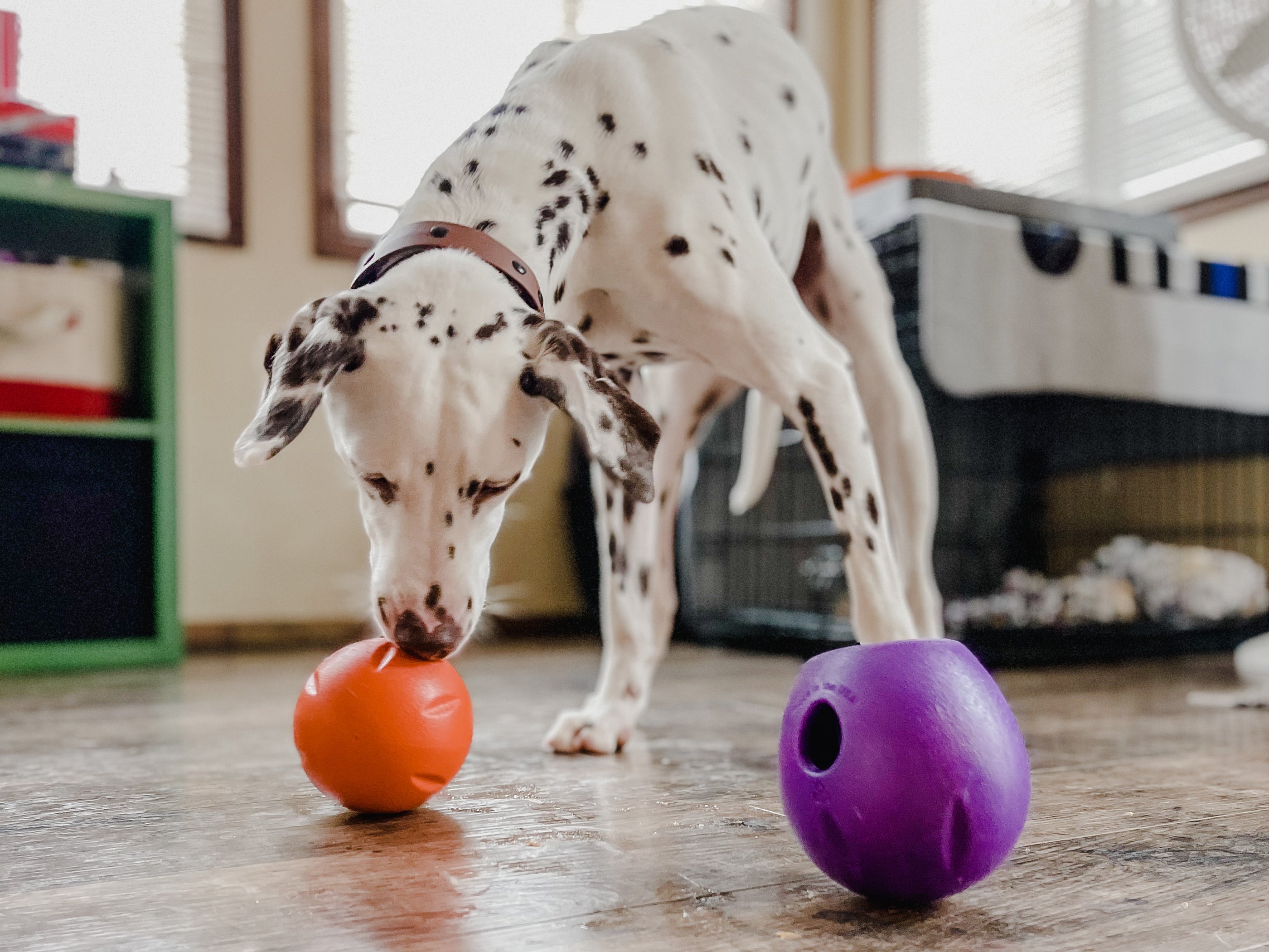 The Safest Dog Toys