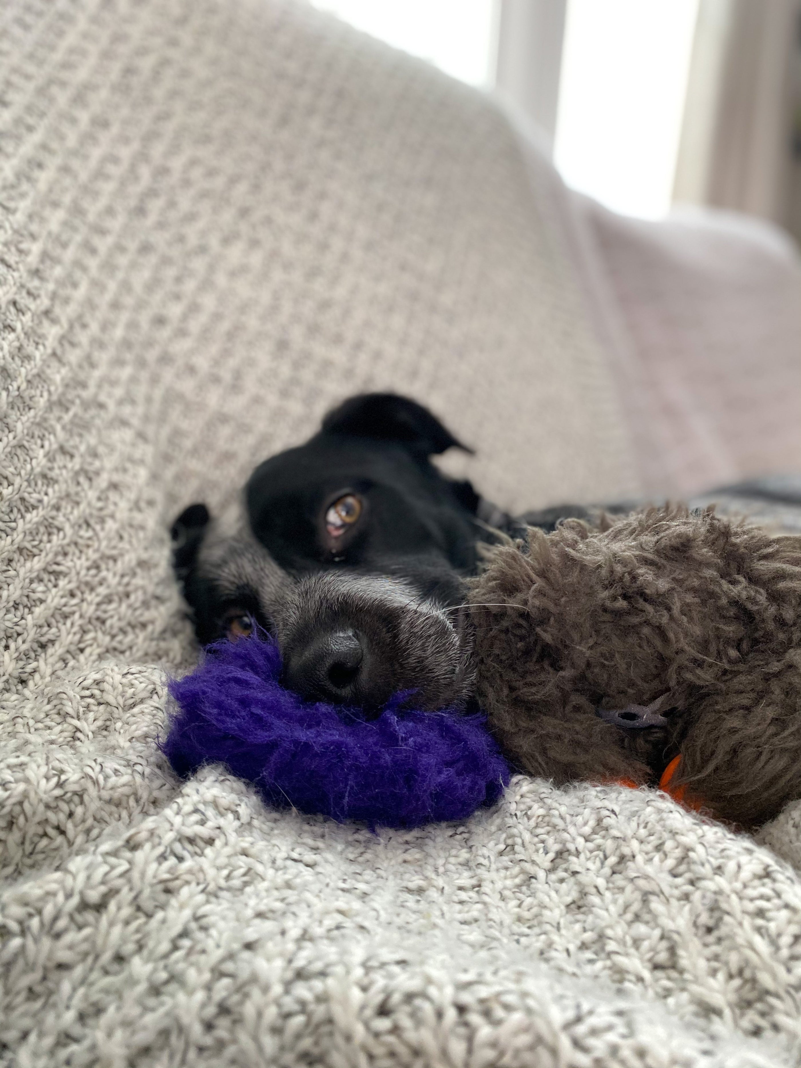 Canine Cabin Fever
