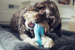 Pup Wellness Challenge: Structure