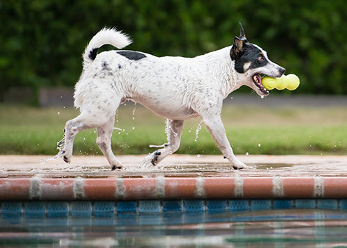 Tips for Smooth-Sailing, Pet-Friendly Travel this Summer