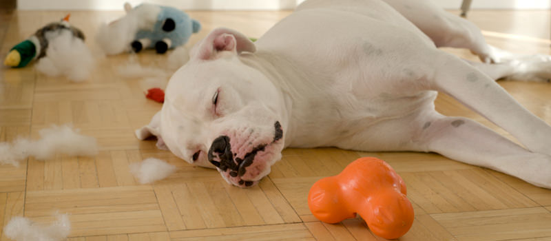 Indestructible Dog Toys