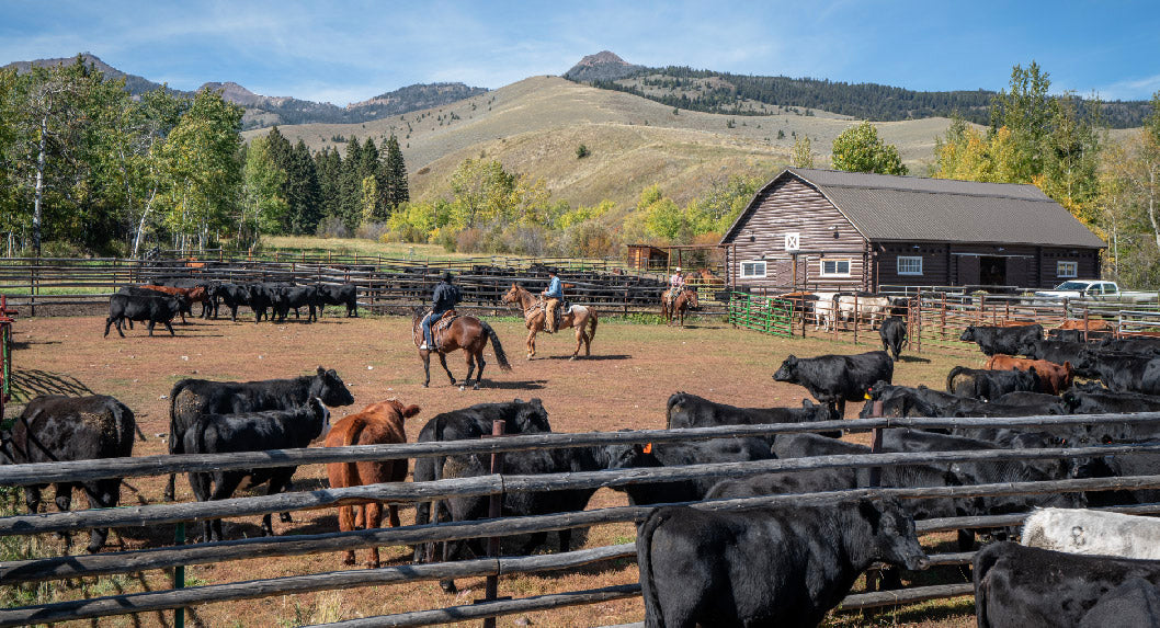Milk Bar Ranch Regenerative Ranching | West Paw