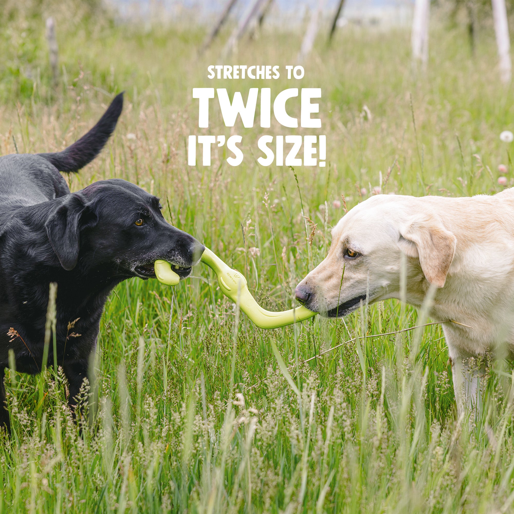 Bumi® Tug Toy | Tug of War Dog Toy | West Paw