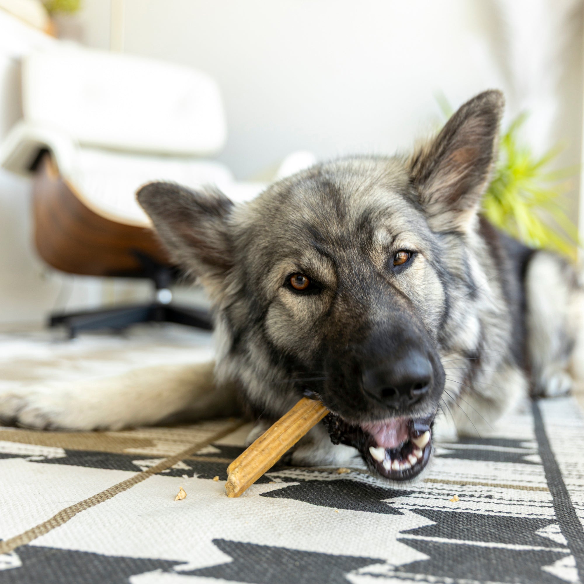Natural Dental Sticks Small