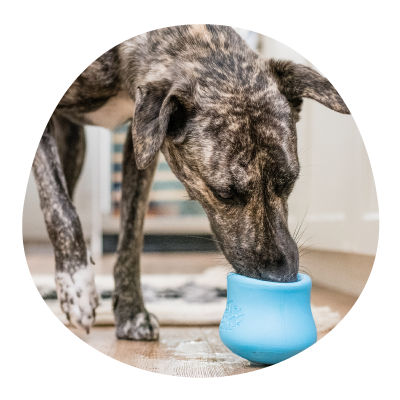 West Paw, brand website product image