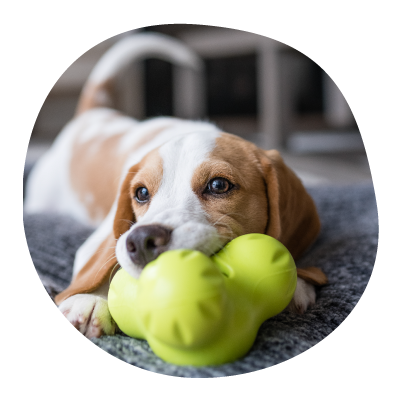 Dogs Toys and Treats Dogs Beds West Paw Inc