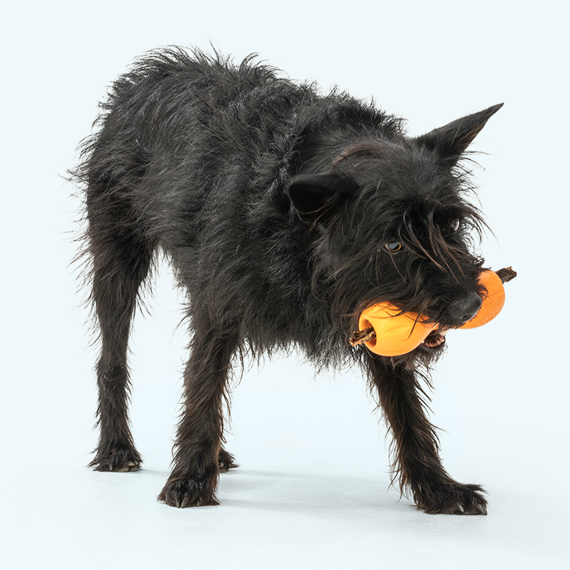 Qwizl® Treat Toy Dog Treat Toy West Paw - Main Image