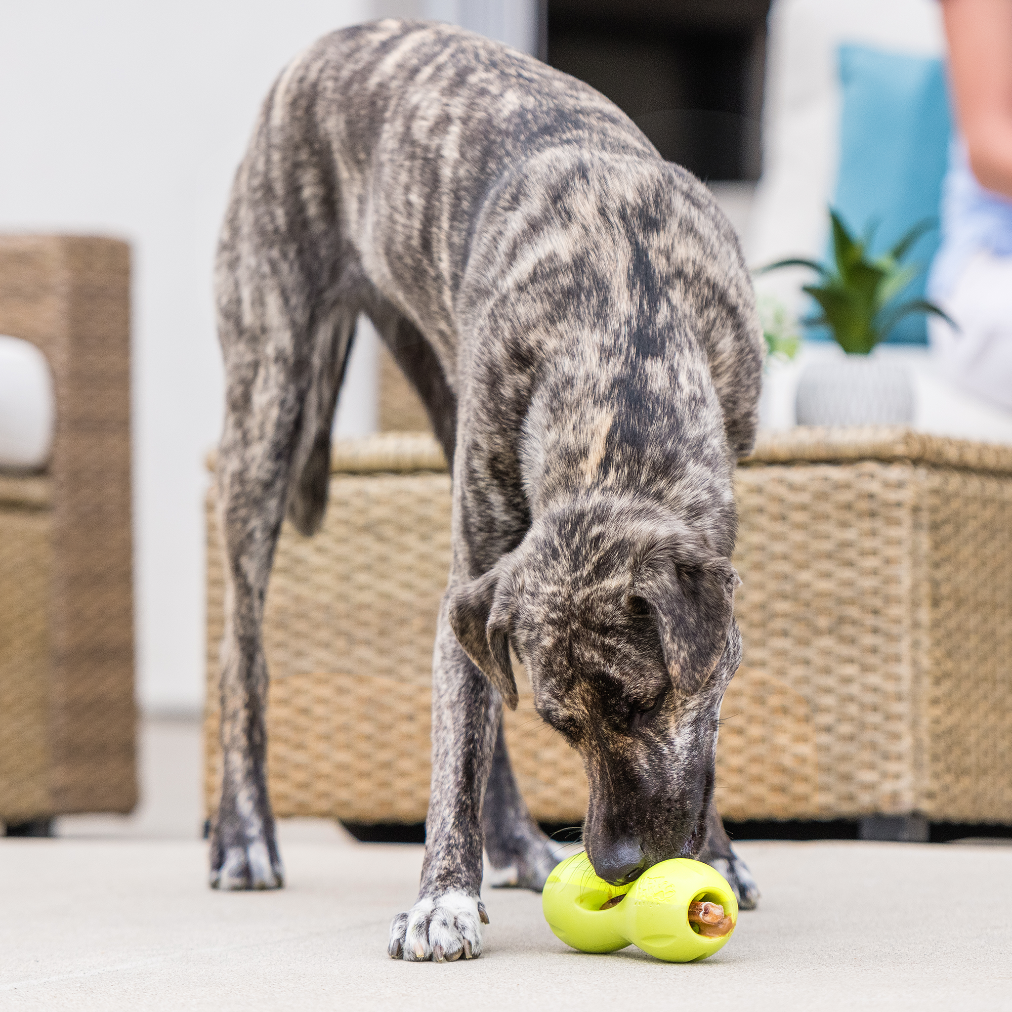 Qwizl® Treat Toy | Dog Treat Toy | West Paw Qwizl® Treat Toy | Dog Treat Toy | West Paw