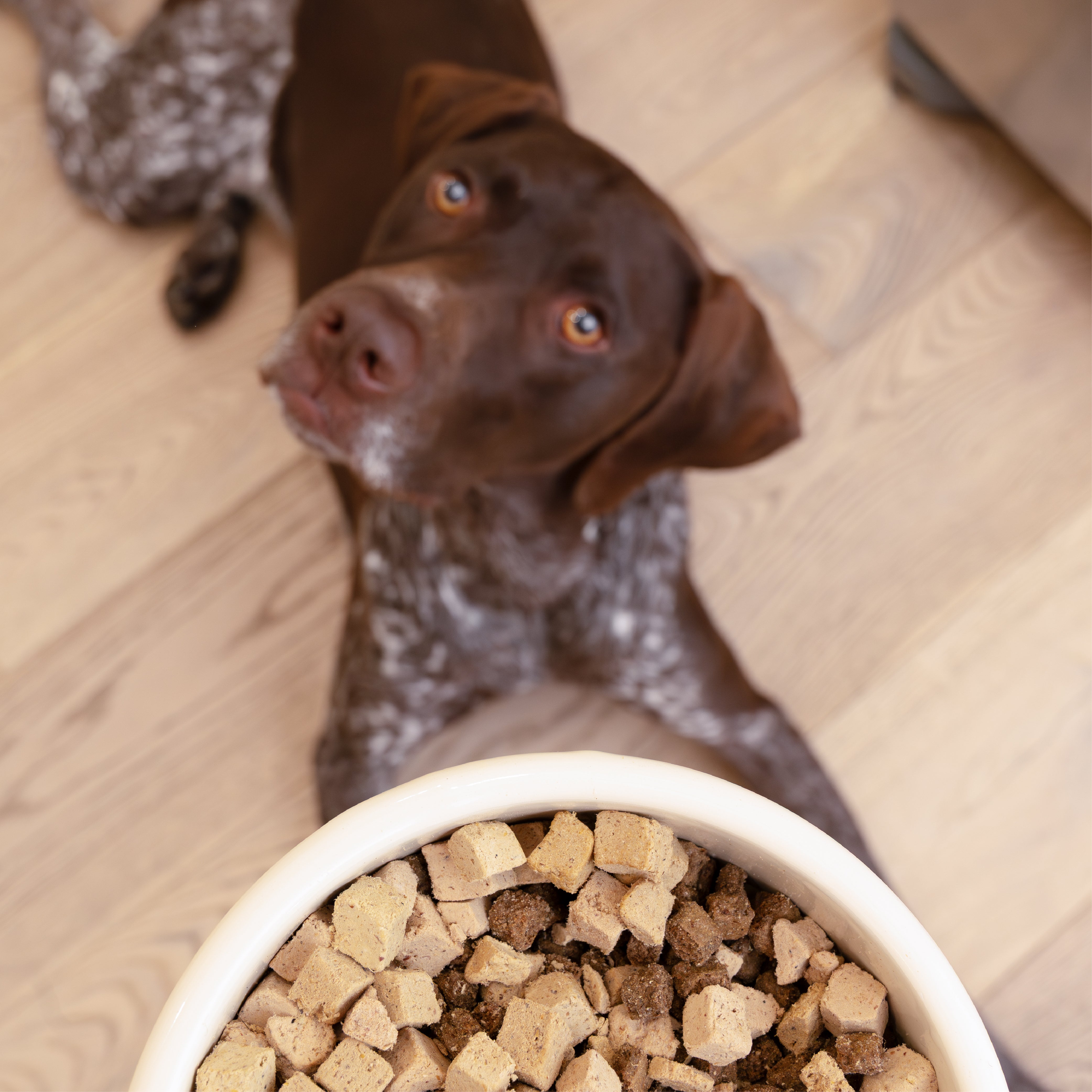 Rawbiotic Bitesª | Freeze-Dried Beef Dog Food Topper | West Paw